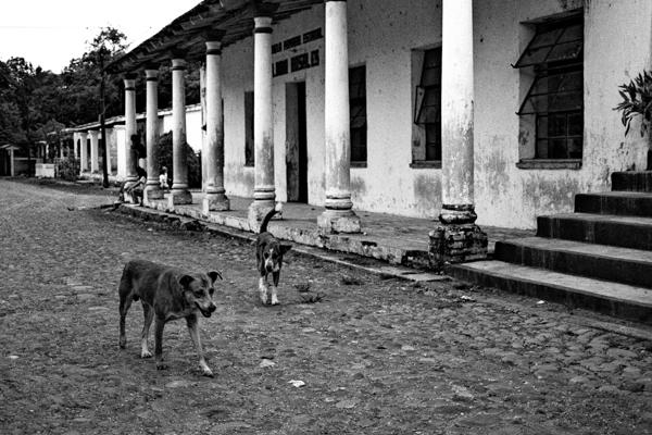 Antigua Strassenhunde - Gustav Eckart, Photography