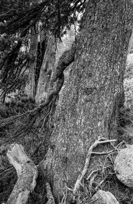 Swiss stone pine - Gustav Eckart, Photography