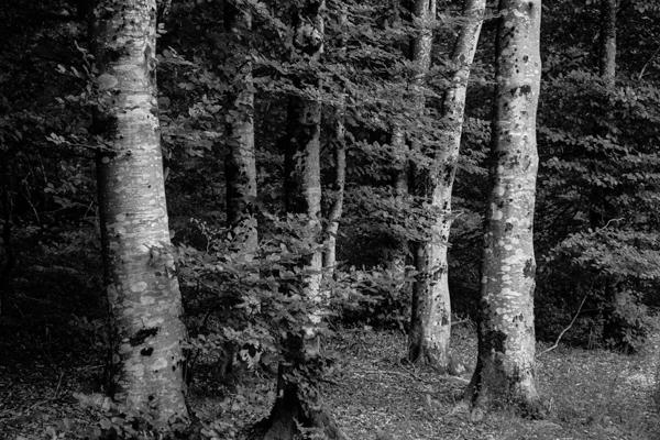 beeches - Gustav Eckart, Photography