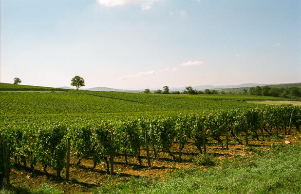 France 2003 16 - Gustav Eckart, Photographie