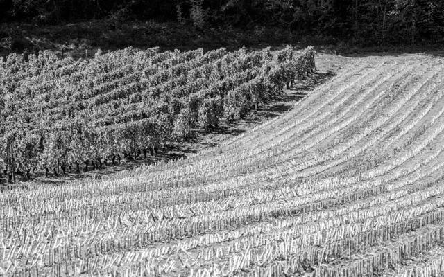 France 2003 58 - Gustav Eckart, Photographie