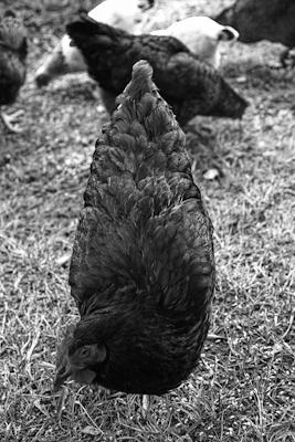 poule en forme d&#039;oeuf - Gustav Eckart, Photographie