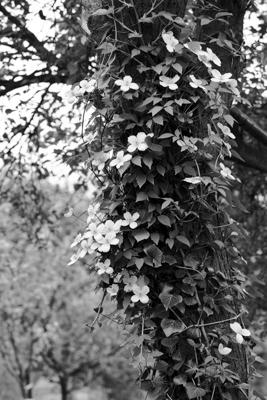 clematis - Gustav Eckart, Photography