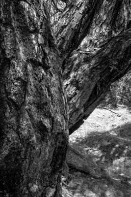 mélèze - Gustav Eckart, Photographie