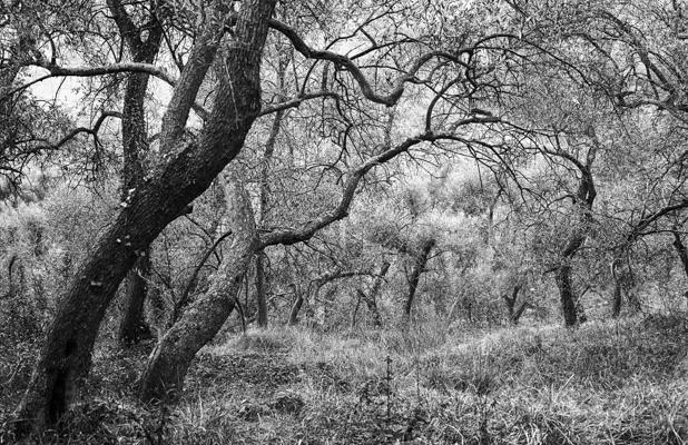 Liguria 1990-91 4 - Gustav Eckart, Photography