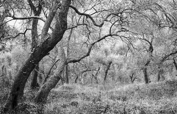 Ligurien 1991 03 - Gustav Eckart, Photography