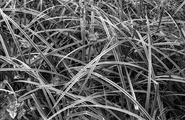 Natur 01 - Gustav Eckart, Fotografie