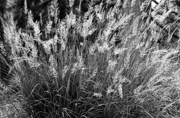 Natur 04 - Gustav Eckart, Fotografie