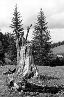 Natur 07 - Gustav Eckart, Fotografie