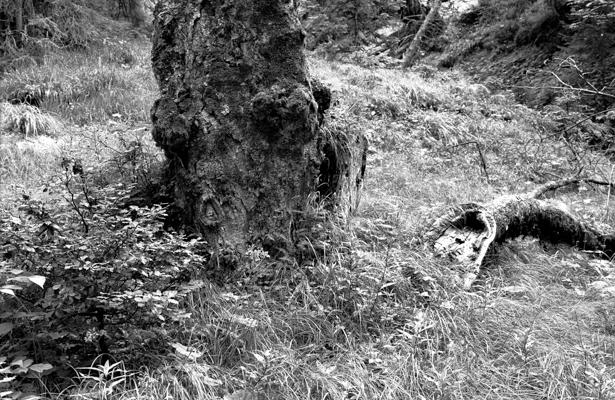 Natur 09 - Gustav Eckart, Fotografie