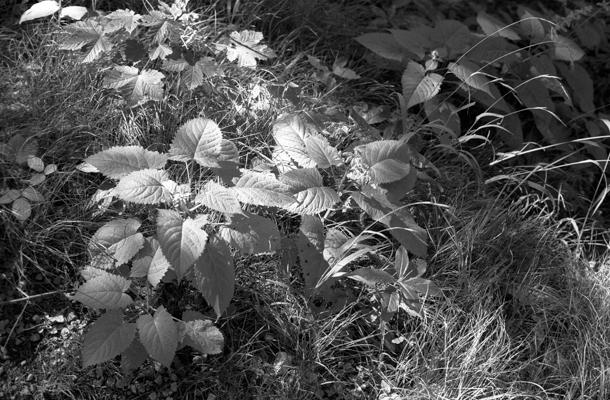 Natur 10 - Gustav Eckart, Fotografie