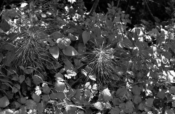 Natur 11 - Gustav Eckart, Fotografie