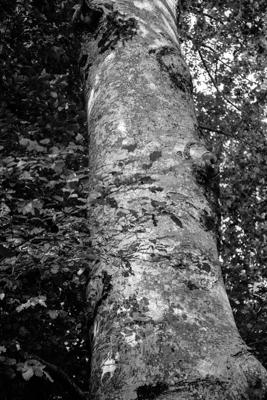 Natur-37-0 - Gustav Eckart, Fotografie