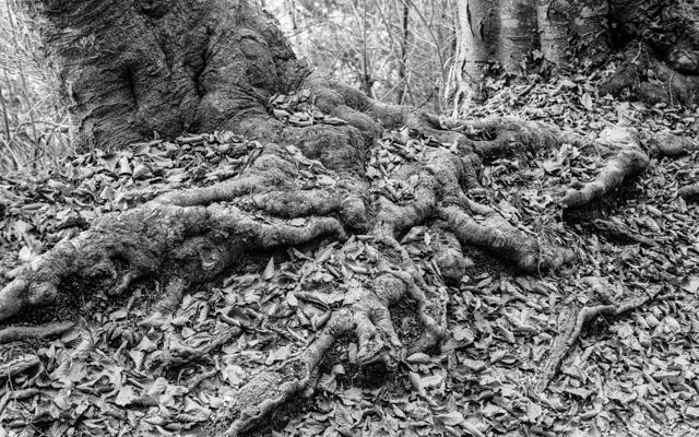 Natur 44 - Gustav Eckart, Fotografie