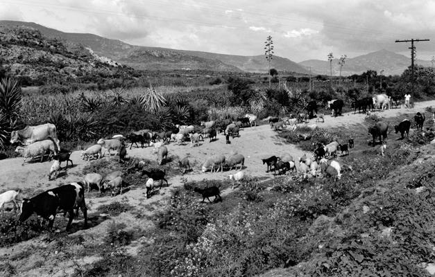 Oaxaca Herde 1 - Gustav Eckart, Fotografie