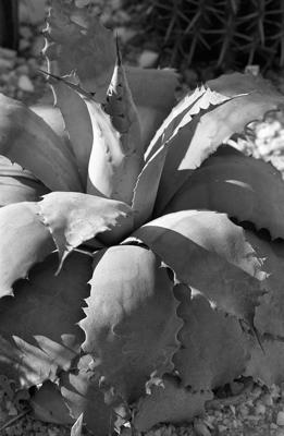 Pflanzen 65 - Gustav Eckart, Photography