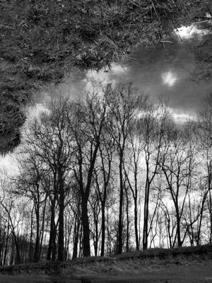 reflets d&#039;arbres - Gustav Eckart, Fotografie