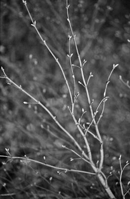 pflanzen-02.jpg - Gustav Eckart, Photography