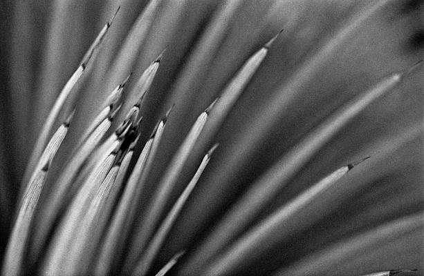 pflanzen-45.jpg - Gustav Eckart, Photography