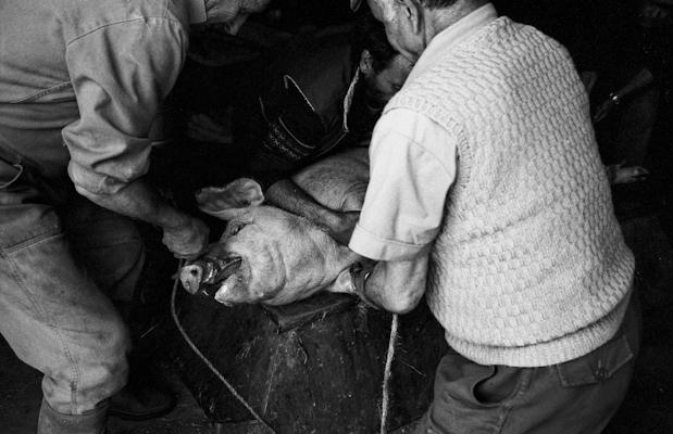 Schweineschlachten 10 - Gustav Eckart, Photographie