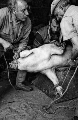 Schweineschlachten 12 - Gustav Eckart, Photographie