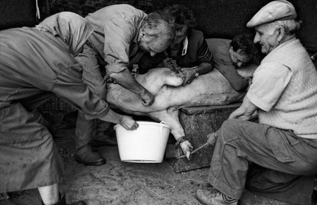 Schweineschlachten 13 - Gustav Eckart, Fotografie