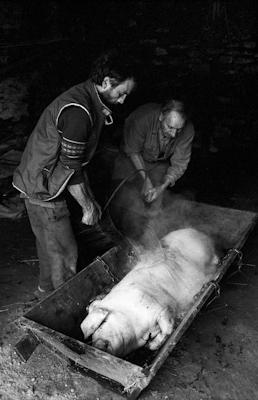 Schweineschlachten 19 - Gustav Eckart, Photography