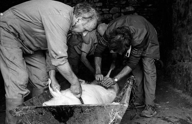 Schweineschlachten 21 - Gustav Eckart, Fotografie