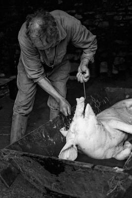 Schweineschlachten 23 - Gustav Eckart, Fotografia