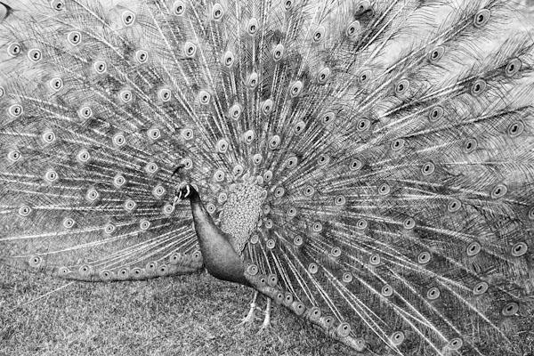 Peacock - Gustav Eckart, Fotografie