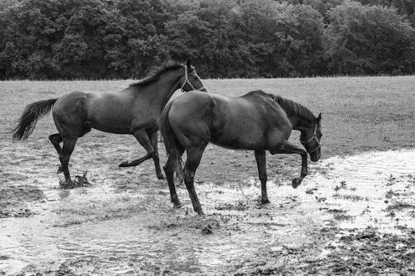 Horses in a puddle 1 - Gustav Eckart, Photographie