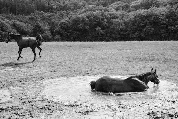 Horses in a puddle 2 - Gustav Eckart, Photography