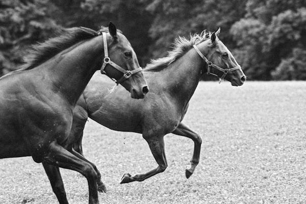 galloping horses - Gustav Eckart, Photographie