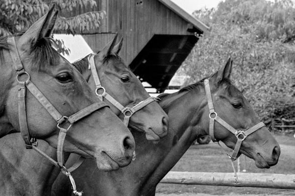 horses watching - Gustav Eckart, Fotografie