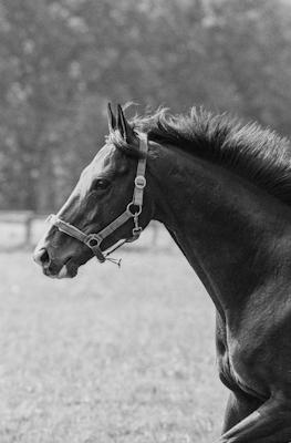 Stallion - Gustav Eckart, Fotografia