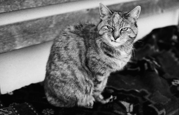 Old cat - Gustav Eckart, Photography