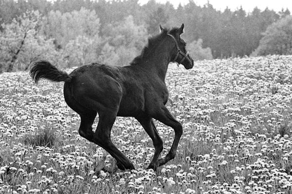 Foal - Gustav Eckart, Photographie