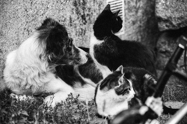 dogs and cat - Gustav Eckart, Fotografia