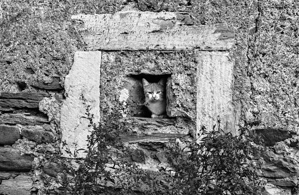 cat - Gustav Eckart, Fotografia