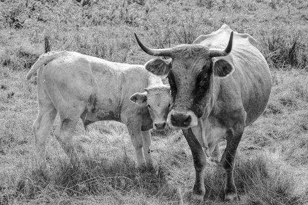 The cow and her calf  - Gustav Eckart, Photographie