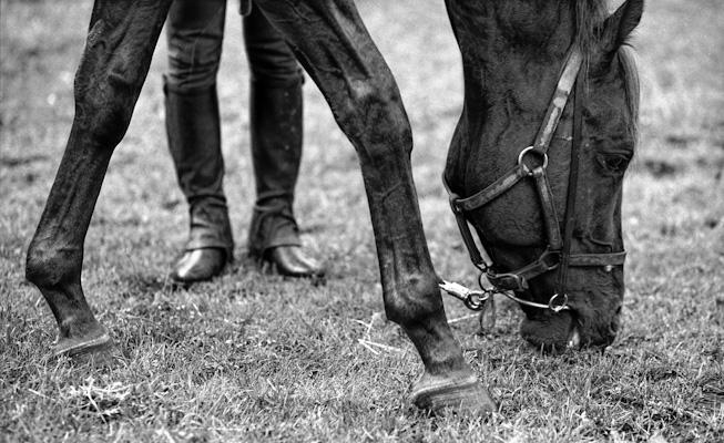 strange hind legs - Gustav Eckart, Fotografie