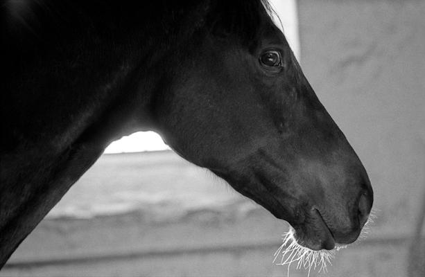 Horse head in backlight - Gustav Eckart, Photography