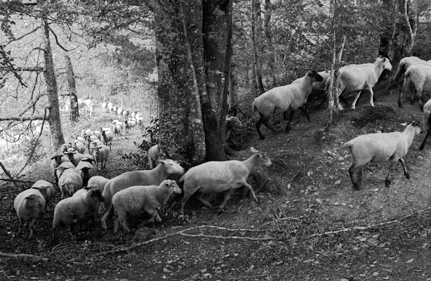 sheep - Gustav Eckart, Photography