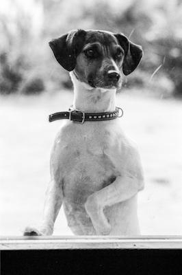 dog watching - Gustav Eckart, Photography