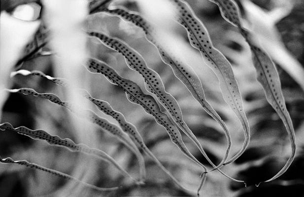 giant fern - Gustav Eckart, Photography