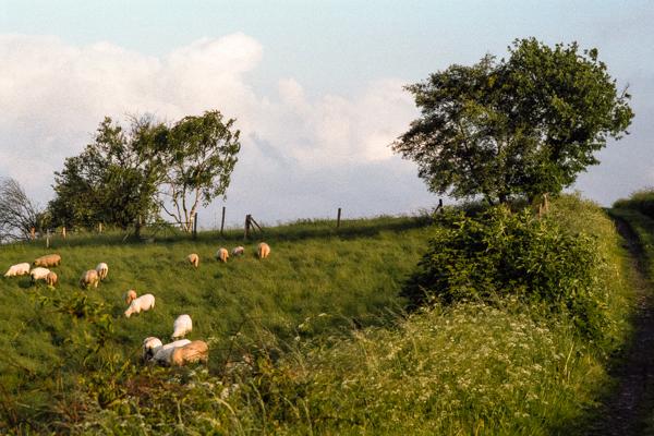 Siegerland 1985 - 20 - Gustav Eckart, Fotografia