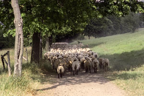 Siegerland 1985 - 22 - Gustav Eckart, Photographie