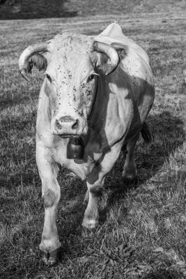 Tiere 29 - Gustav Eckart, Fotografie