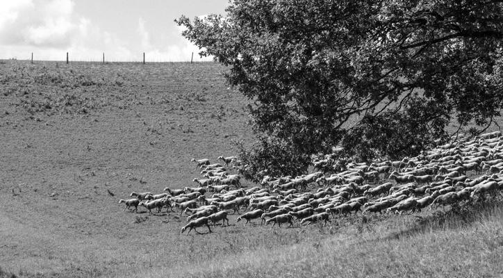 Tiere 42 - Gustav Eckart, Fotografie