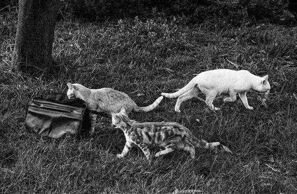 Tiere 50 - Gustav Eckart, Fotografia